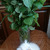 Продается невская маскарадная кошка (сибирский - фото 4 к объявлению