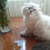 Продается невская маскарадная кошка (сибирский - фото 5 к объявлению