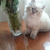 Продается невская маскарадная кошка (сибирский - фото 6 к объявлению
