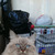 Продается невская маскарадная кошка (сибирский - фото 7 к объявлению