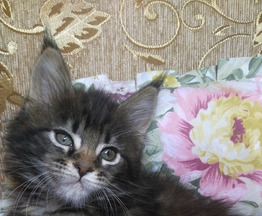 Продается мейн кун (американская енотовая кошка) - фотография  к объявлению
