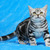 Продается американская короткошерстная кошка - фото 1 к объявлению