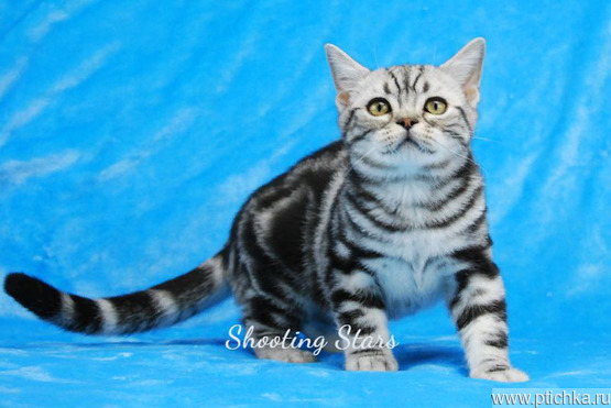 Продается американская короткошерстная кошка - фото 1 к объявлению