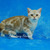 Продается американская короткошерстная кошка - фото 2 к объявлению