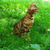 Продается бенгальская кошка (бенгал) - фото 2 к объявлению