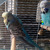 Продается попугай - фото 1 к объявлению