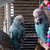Продается попугай - фото 2 к объявлению