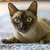 Продается бурма (бурманская кошка) - фото 3 к объявлению