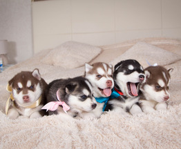 Продаются щенки сибирской хаски - фотография  к объявлению