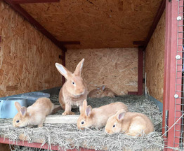 Продается кролик Ризен - фото 1 к объявлению