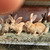 Продается кролик Ризен - фото 4 к объявлению