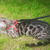 Бенгальская кошка (бенгал) приглашает на вязку - фото 3 к объявлению