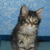 Продается ангорская кошка (турецкая ангора) - фото 1 к объявлению