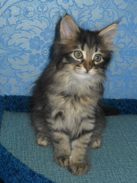 Продается ангорская кошка (турецкая ангора) - фото 1 к объявлению