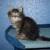 Продается ангорская кошка (турецкая ангора) - фото 3 к объявлению