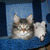 Продается ангорская кошка (турецкая ангора) - фото 4 к объявлению
