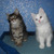 Продается ангорская кошка (турецкая ангора) - фото 8 к объявлению