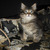 Продается ангорская кошка (турецкая ангора) - фото 9 к объявлению