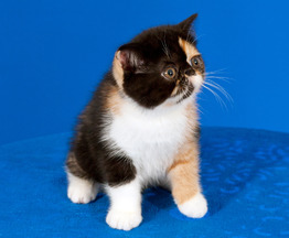 Продается экзот (экзотическая короткошерстная кошка) - фото  к объявлению
