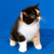 Продается экзот (экзотическая короткошерстная кошка) - фото 1 к объявлению