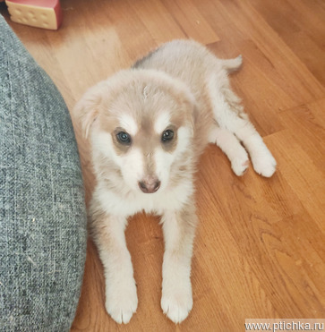 ����� ����� ���� ���������� ������ - ����������  � ����������