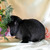 Декоративный кролик из питомника "красная жемчужина" - фото 1 к объявлению