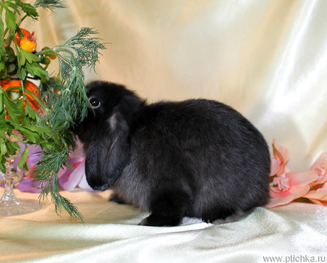 Декоративный кролик из питомника "красная жемчужина" - фото 1 к объявлению