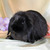 Декоративный кролик из питомника "красная жемчужина" - фото 2 к объявлению