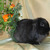Декоративный кролик из питомника "красная жемчужина" - фото 5 к объявлению