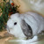 Декоративный кролик из питомника "красная жемчужина" - фото 6 к объявлению