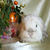 Декоративный кролик из питомника "красная жемчужина" - фото 7 к объявлению