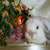 Декоративный кролик из питомника "красная жемчужина" - фото 8 к объявлению