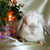 Декоративный кролик из питомника "красная жемчужина" - фото 9 к объявлению