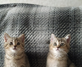 Продается шотландская прямоухая кошка (скоттиш-страйт) - фотография  к объявлению