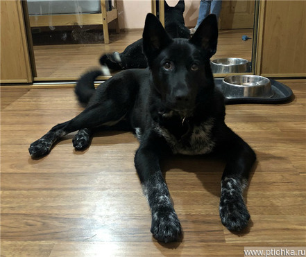 ������� ������� ������ ���� ���. - ���� 1 � ����������