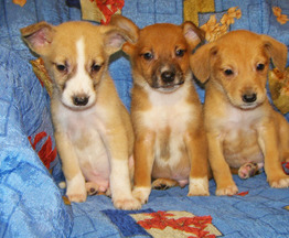 ���� ������ ������ ���� ���������� ������ - ����������  � ����������