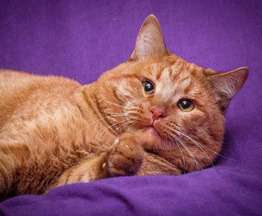 Кот рыжий Ричард Лучезарный в дар - фото 1 к объявлению