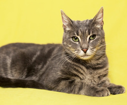 Серебристо – мраморная кошка ищет дом - фото 1 к объявлению