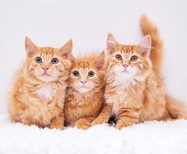 ����� ������ �������� � ������ ����. - ���� 1 � ����������