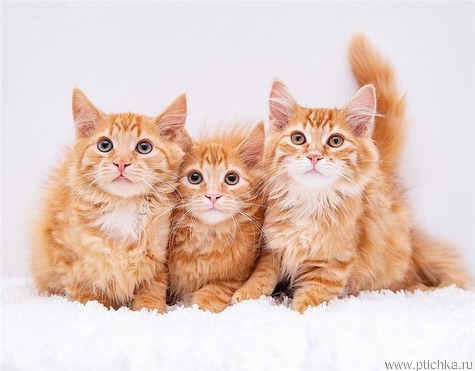 ����� ������ �������� � ������ ����. - ���� 1 � ����������