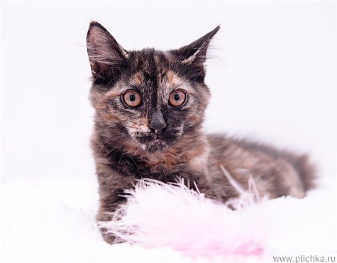 ����� ���� ���������� ������ - ���� 1 � ����������