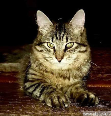 Молодой котик Антоша ждет своего человека - фото 1 к объявлению