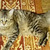 Молодой котик Антоша ждет своего человека - фото 2 к объявлению