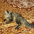 Молодой котик Антоша ждет своего человека - фото 3 к объявлению