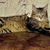 Молодой котик Антоша ждет своего человека - фото 4 к объявлению