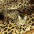 Молодой котик Антоша ждет своего человека - фото 5 к объявлению