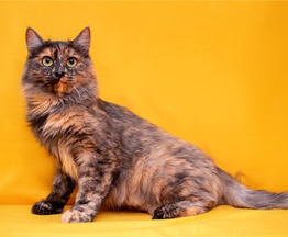 Красивая, трёхцветная, пушистая кошка Маша в добрые руки. - фото 1 к объявлению
