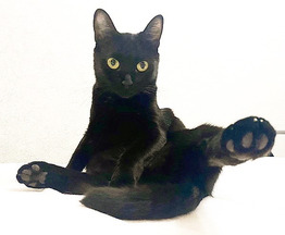 Чёрная кошка в добрые руки - фото 1 к объявлению