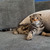 Продаются шотландские котята скоттиш фолд и скоттиш страйт - фото 1 к объявлению