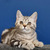 Продаются шотландские котята скоттиш фолд и скоттиш страйт - фото 3 к объявлению